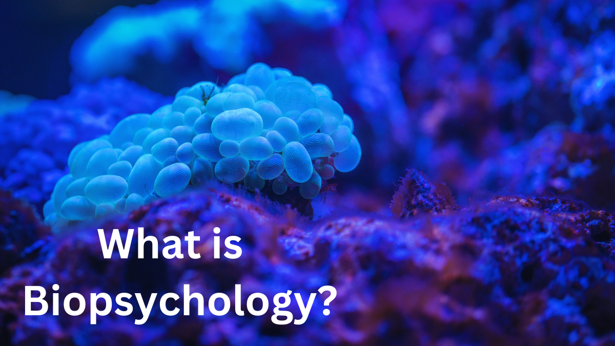 What is Biopsychology? Definition, History, Branches, & Examples