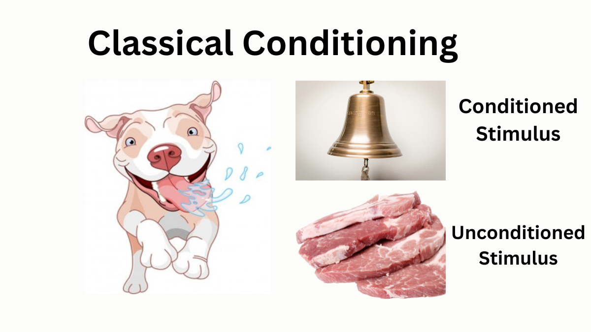 Pavlov's Classical Conditioning: Stages, How It Works, & Examples